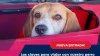 Claves para llevar con seguridad al perro en el coche Claves para llevar con seguridad al perro en el coche
