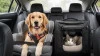 ¿Cómo Viajar con Mascotas en Coche? Normativa, Seguridad y Consejos