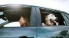 Los mejores coches para llevar a tus perros a todos sitios