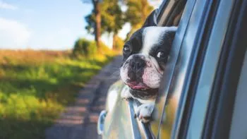 Qué necesitas para viajar con mascotas en el coche