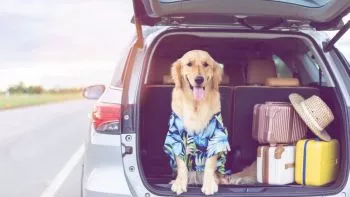 ¿Cómo llevar a tu perro en el coche? Lo que dice la normativa