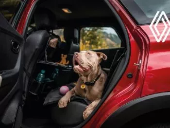 ¿Cómo transporto tu mascota en el coche?