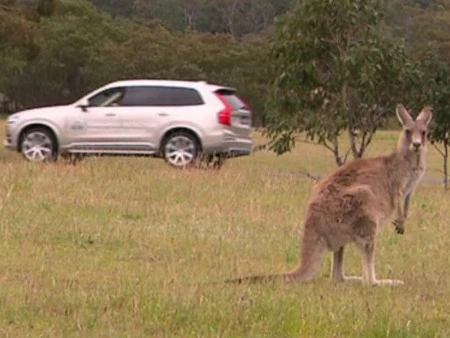 Volvo desarrolla un sistema de detección de canguros para evitar colisiones