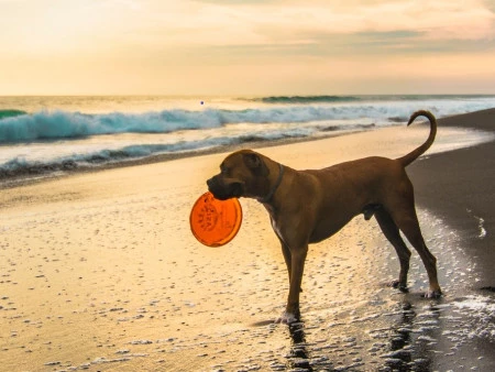 Alicante: ¡disfruta de las mejores playas con tu perro y tu Subaru!