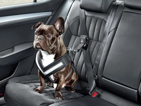 Llevar tu mascota en el coche.