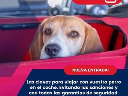 Claves para llevar con seguridad al perro en el coche