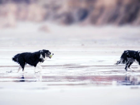 Los mejores destinos Subaru para viajar con tu mascota en verano