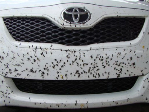 Como quitar mosquitos del coche